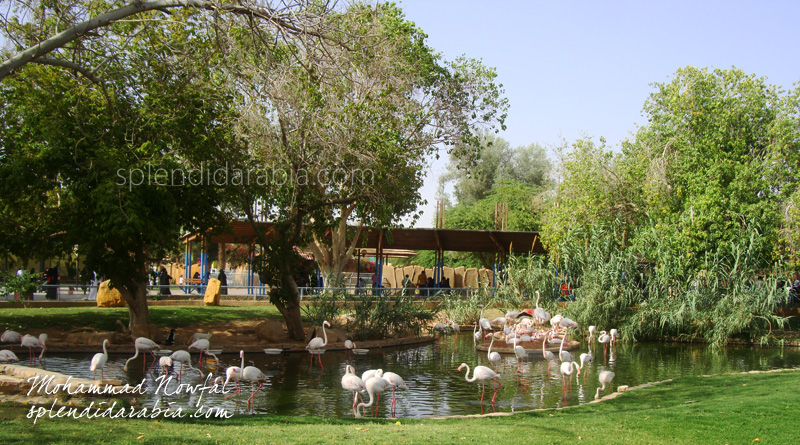 riyadh-zoo-flamingoes