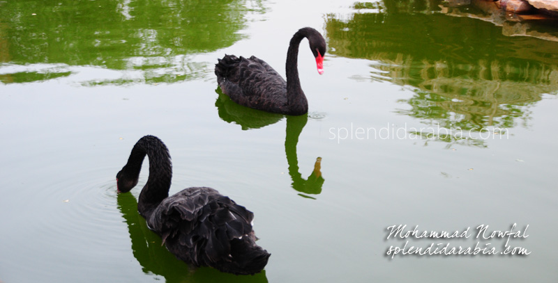 swan-riyadh-zoo